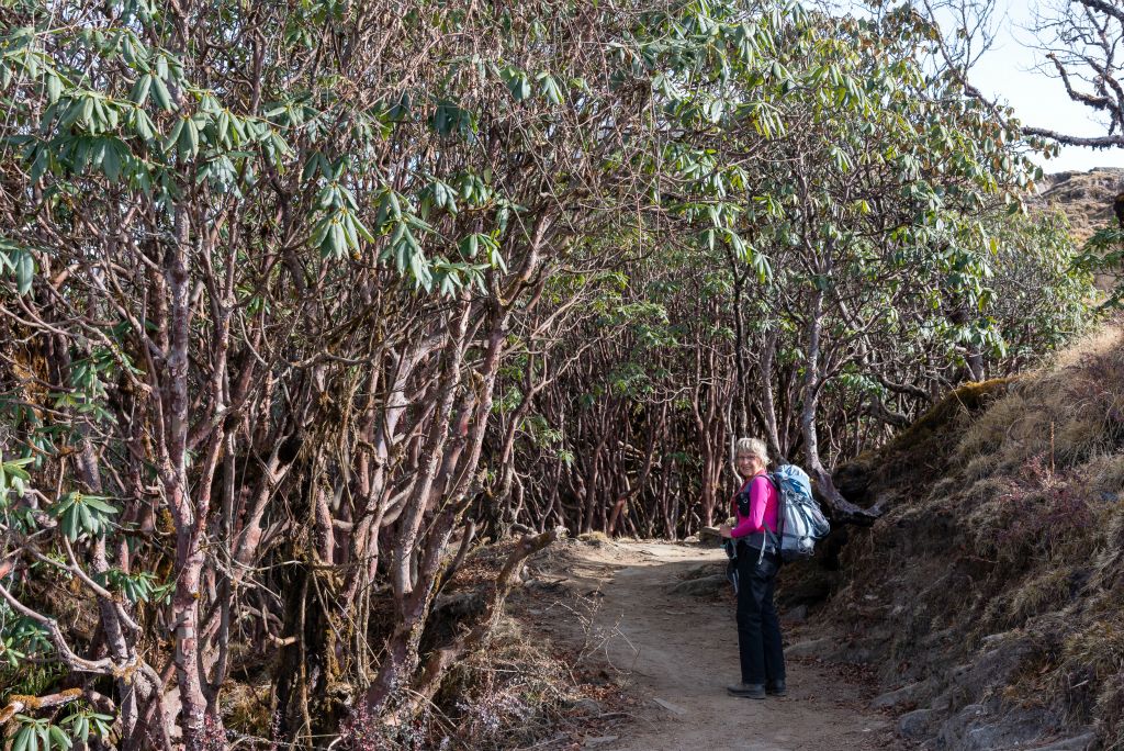 Passage dans une fôret de rhododendrons